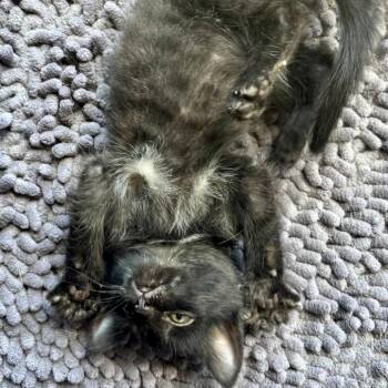 Twizzle C11254 -  Domestic Short Hair Cat for Adoption - Twizzle C11254 | PetCurious