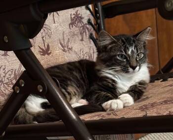 Rescue Domestic Long Hair Cats for Adoption in Tipp City, Ohio - Stephan Salvator | PetCurious