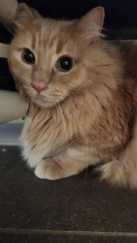 Hunter -  Manx and Domestic Short Hair Cat for Adoption in Bellevue, Washington - Hunter | PetCurious