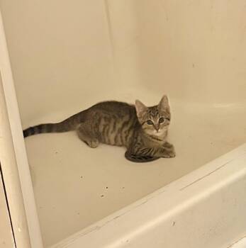 Winnie -  Domestic Short Hair Cat Available for Adoption in Greenwood, Indiana - Winnie | PetCurious
