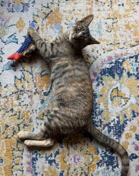 Domestic Short Hair Cats Available for Adoption - Divine | PetCurious