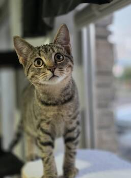 Rescue Domestic Short Hair Cats for Adoption in North Platte, Nebraska - Bear & Moose | PetCurious