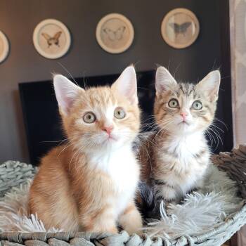 Chester & Cheddar -  Domestic Short Hair Cat for Adoption in Whitestown, Indiana - Chester & Cheddar | PetCurious