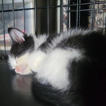 Pepsi in Taneytown, MD -  Domestic Short Hair Cat for Adoption - Pepsi In Taneytown, MD | PetCurious