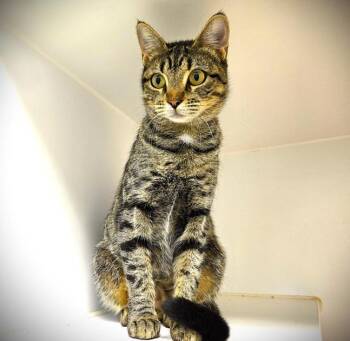 Rescue Domestic Short Hair Cats for Adoption in Texas City, Texas - PIXIE | PetCurious