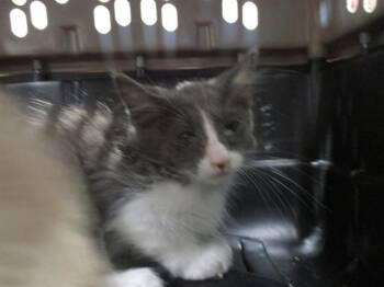A383656 -  Domestic Medium Hair Cat for Adoption in Ocala, Florida - A383656 | PetCurious