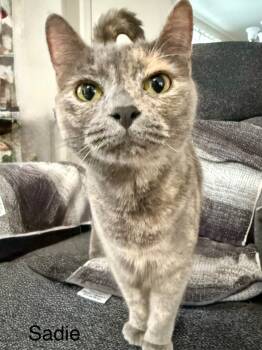 Rescue Domestic Short Hair Cats for Adoption in Ballwin, Missouri - Sadie | PetCurious