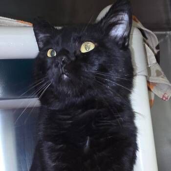 Domestic Short Hair Cats Available for Adoption in Milan, Illinois - Brutus | PetCurious