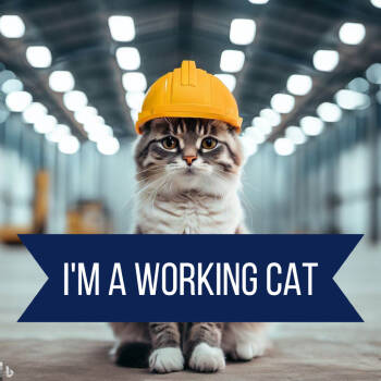 Rescue Domestic Short Hair Cats for Adoption in Dayton, Ohio - Jacuzzi | PetCurious