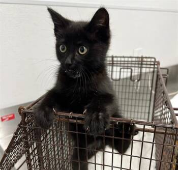 Rescue Domestic Short Hair Cats for Adoption in San Francisco, California - WINNIE | PetCurious