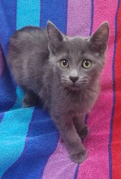 Zinnia -  Domestic Short Hair Cat for Adoption in Little Rock, Arkansas - Zinnia | PetCurious