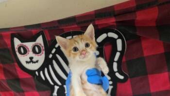 Rescue Domestic Short Hair Cats for Adoption in Riverside, California - TIGRESS | PetCurious