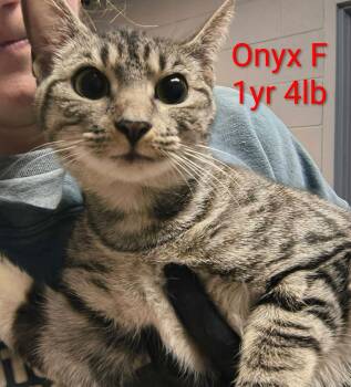 Domestic Short Hair Cats Available for Adoption - Onyx | PetCurious