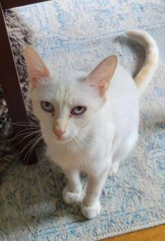 Siamese Cats Available for Adoption in Windsor, Connecticut - 2024-53 Yoshi Aka Daphne | PetCurious