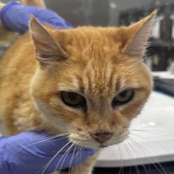 Mango -  Domestic Short Hair Cat for Adoption in Salt Lake City, Utah - Mango | PetCurious