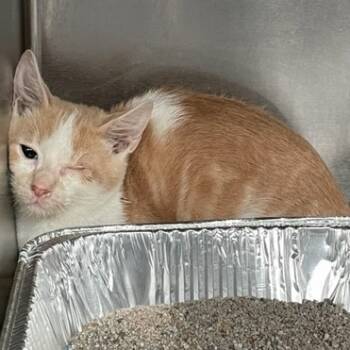 Rescue Domestic Short Hair Cats for Adoption in Hawthorne, California - Tangelo | PetCurious