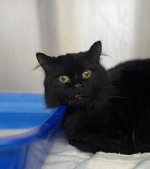 Domestic Medium Hair and Domestic Short Hair Cats Available for Adoption in Montreal, Quebec - Mimi | PetCurious