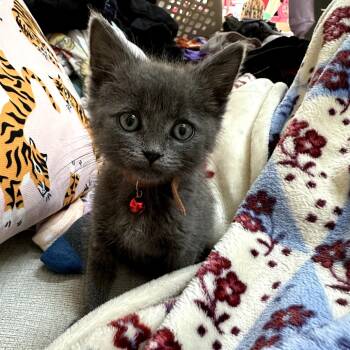 Rescue Domestic Short Hair Cats for Adoption in Charlotte, North Carolina - Pandy Paws (Gabby Cats) | PetCurious