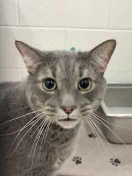 Billy -  Domestic Short Hair Cat for Adoption in Alexandria, Virginia - Billy | PetCurious