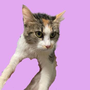 Felicity -  Domestic Short Hair Cat for Adoption in Blue Ridge, Georgia - Felicity | PetCurious