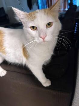 Rescue Domestic Long Hair Cats for Adoption in Las Vegas, Nevada - Sloan | PetCurious