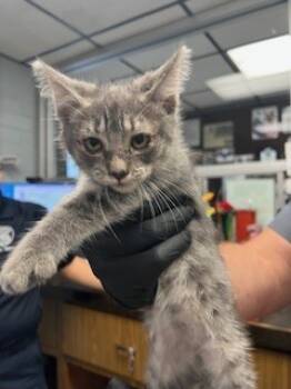 Rescue Domestic Short Hair Cats for Adoption in Stockton, California - A365766 | PetCurious