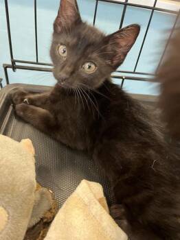 A136999 -  Domestic Short Hair Cat for Adoption in Palmetto, Florida - A136999 | PetCurious