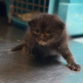 Mr. Meowgi -  Domestic Short Hair Cat for Adoption in Tuscaloosa, Alabama - Mr. Meowgi | PetCurious