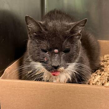 Thin Lizzy -  Domestic Short Hair Cat for Adoption in Philadelphia, Pennsylvania - Thin Lizzy | PetCurious