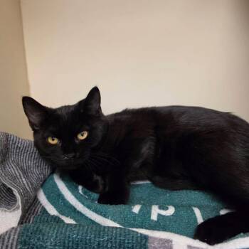 Jelly Belly -  Domestic Short Hair Cat for Adoption in Waynesboro, Pennsylvania - Jelly Belly | PetCurious