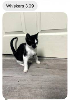 Whiskers -  Domestic Short Hair Cat for Adoption in Johnson City, Tennessee - Whiskers | PetCurious