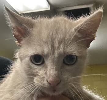 Rescue Domestic Short Hair Cats for Adoption in Spartanburg, South Carolina - Meowllificent | PetCurious