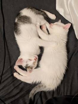 Domestic Short Hair Cats Available for Adoption in Kansas City, Missouri - Paddy Pimblett | PetCurious