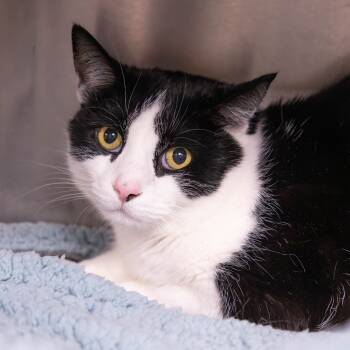 Rescue Domestic Short Hair Cats for Adoption in Mentor, Ohio - Meatball Tony | PetCurious