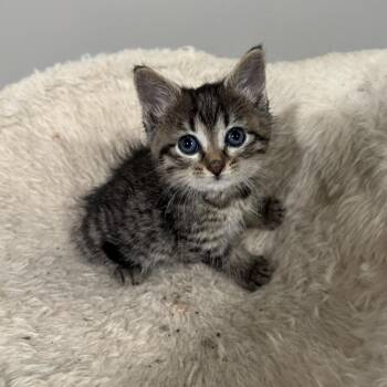 Brownie -  Domestic Short Hair Cat for Adoption in Bristol, Indiana - Brownie | PetCurious