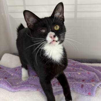 Rescue Domestic Short Hair and American Bobtail Cats for Adoption in Greensboro, Georgia - Everly | PetCurious