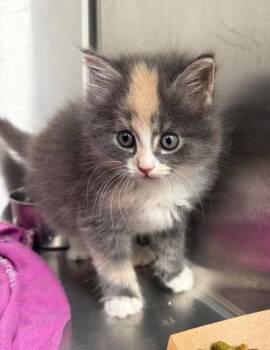 Estelle -  Domestic Long Hair Cat for Adoption in Hartsville, South Carolina - Estelle | PetCurious
