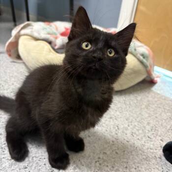 26-314 (with 26-315) -  Domestic Medium Hair and Maine Coon Cat for Adoption in North Branford, Connecticut - 26-314 (with 26-315) | PetCurious