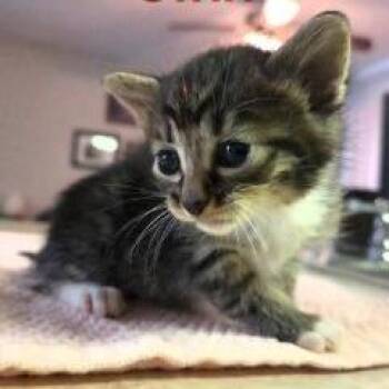 Brie -  Domestic Short Hair Cat for Adoption in West Palm Beach, Florida - Brie | PetCurious