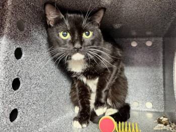 Pocky -  Domestic Short Hair Cat for Adoption - Pocky | PetCurious