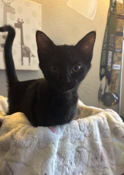 Purrty -  Domestic Short Hair Cat for Adoption in Dallas, Texas - Purrty | PetCurious