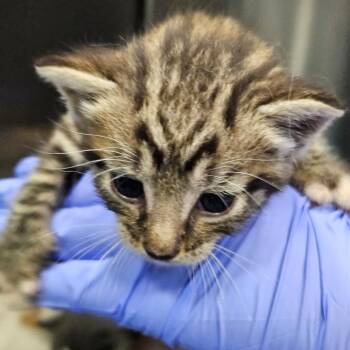 Elvis -  Domestic Short Hair Cat for Adoption in Greensboro, North Carolina - Elvis | PetCurious