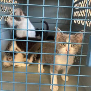 Knoxville -  Domestic Short Hair Cat for Adoption in Hawthorne, California - Knoxville | PetCurious
