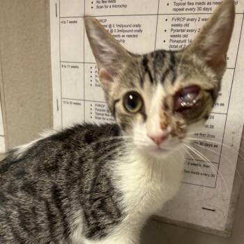 Sasquatch -  Domestic Short Hair Cat for Adoption in Yuma, Arizona - Sasquatch | PetCurious