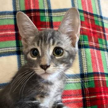 Cane -  Domestic Medium Hair Cat for Adoption in Goleta, California - Cane | PetCurious