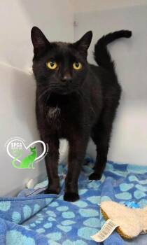 Maselow -  Domestic Short Hair Cat for Adoption in Delson, Quebec - Maselow | PetCurious