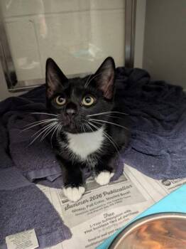Bowie -  Domestic Short Hair Cat for Adoption in Louisburg, North Carolina - Bowie | PetCurious