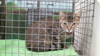 A2093991 -  Domestic Short Hair Cat for Adoption in Houston, Texas - A2093991 | PetCurious