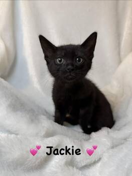 Domestic Short Hair Cats Available for Adoption in Copley, Ohio - Jackie | PetCurious