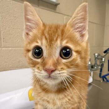 Domestic Short Hair Cats Available for Adoption in Troy, Virginia - Jenga | PetCurious